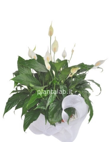 spathiphyllum