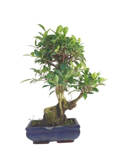 bonsai ficus