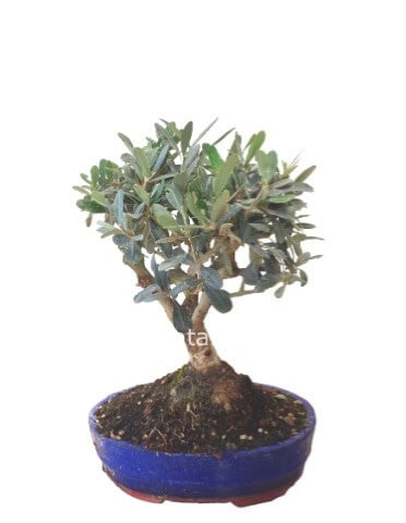 bonsai di ulivo