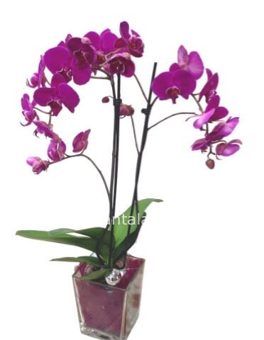 phalaenopsis 1 stelo